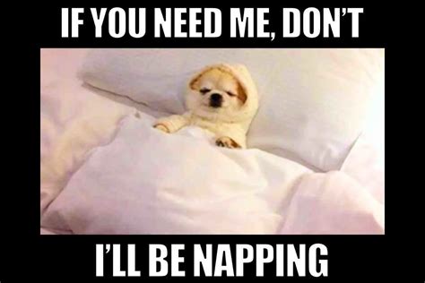 26 Memes Taking a Mid Day Nap Because They Can .